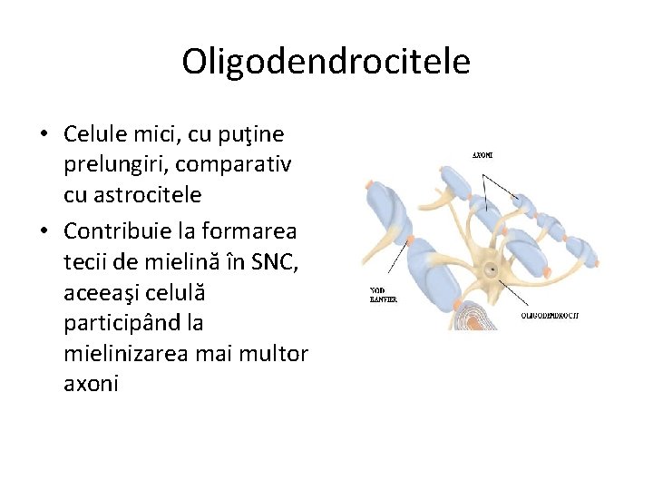 Oligodendrocitele • Celule mici, cu puţine prelungiri, comparativ cu astrocitele • Contribuie la formarea