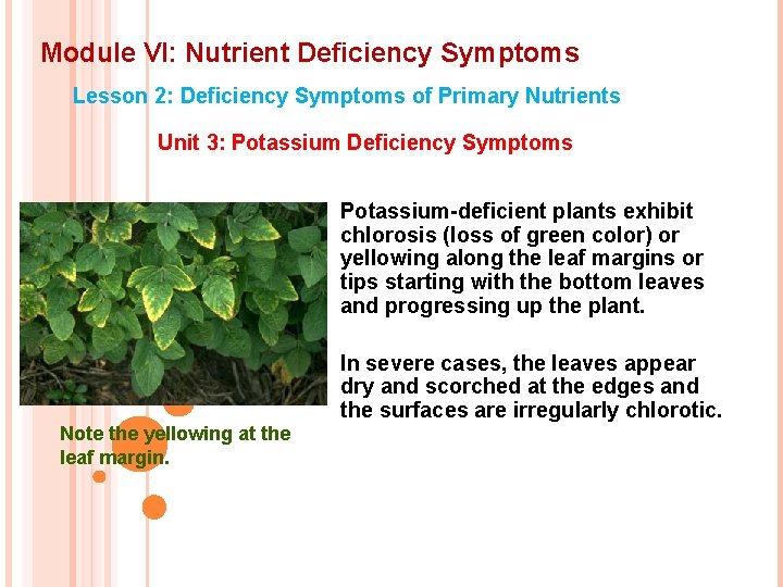 Module VI: Nutrient Deficiency Symptoms Lesson 2: Deficiency Symptoms of Primary Nutrients Unit 3: