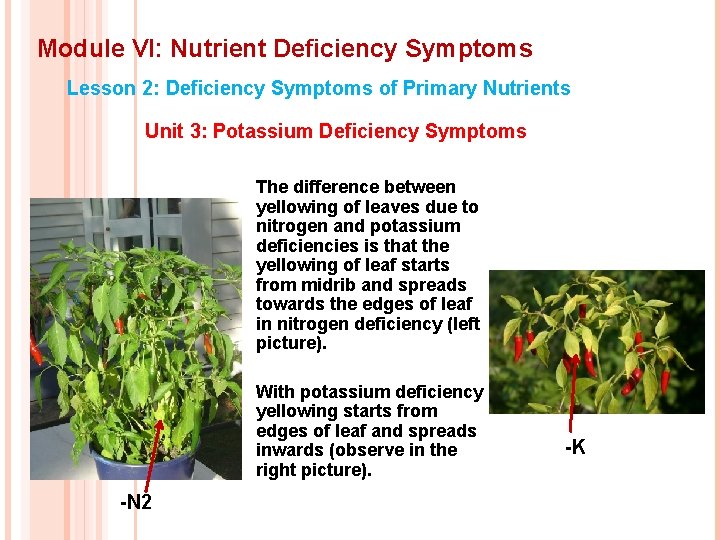 Module VI: Nutrient Deficiency Symptoms Lesson 2: Deficiency Symptoms of Primary Nutrients Unit 3: