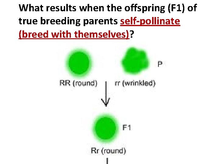 What results when the offspring (F 1) of true breeding parents self-pollinate (breed with