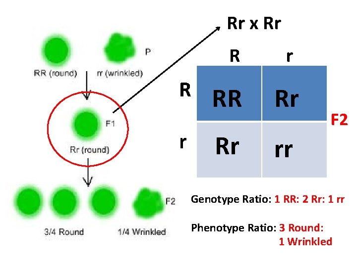 Rr x Rr R r RR Rr Rr rr F 2 Genotype Ratio: 1
