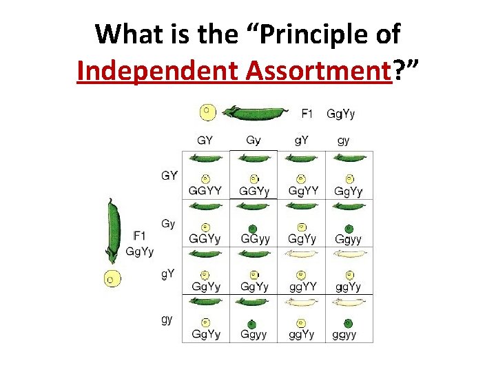 What is the “Principle of Independent Assortment? ” 