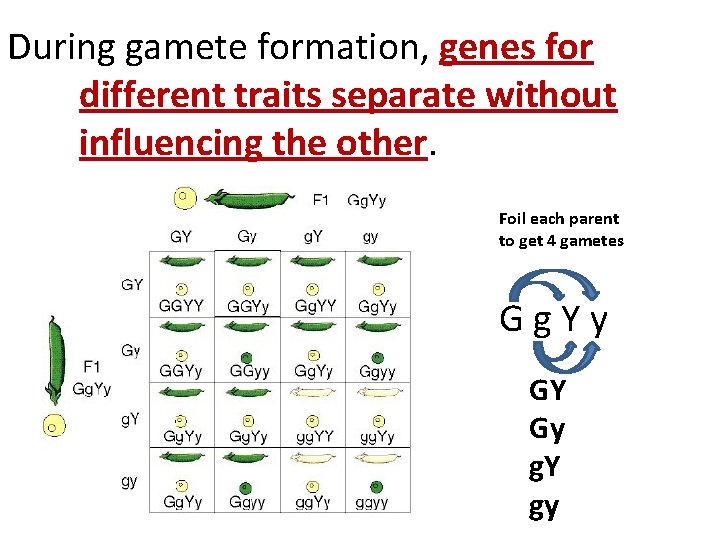 During gamete formation, genes for different traits separate without influencing the other. Foil each