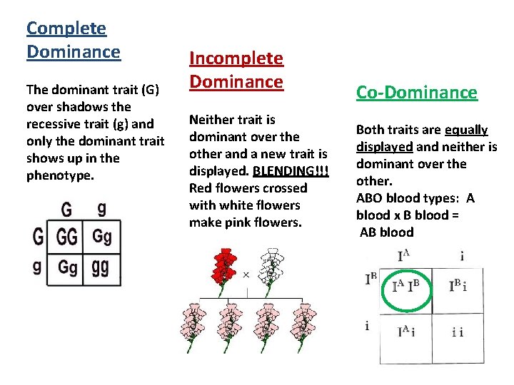 Complete Dominance The dominant trait (G) over shadows the recessive trait (g) and only