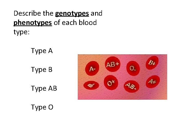 Describe the genotypes and phenotypes of each blood type: Type A Type B Type