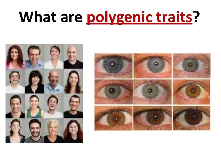 What are polygenic traits? 