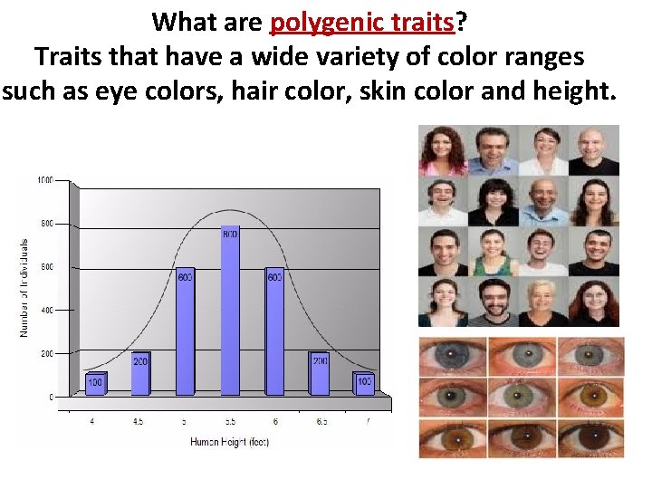 What are polygenic traits? Traits that have a wide variety of color ranges such