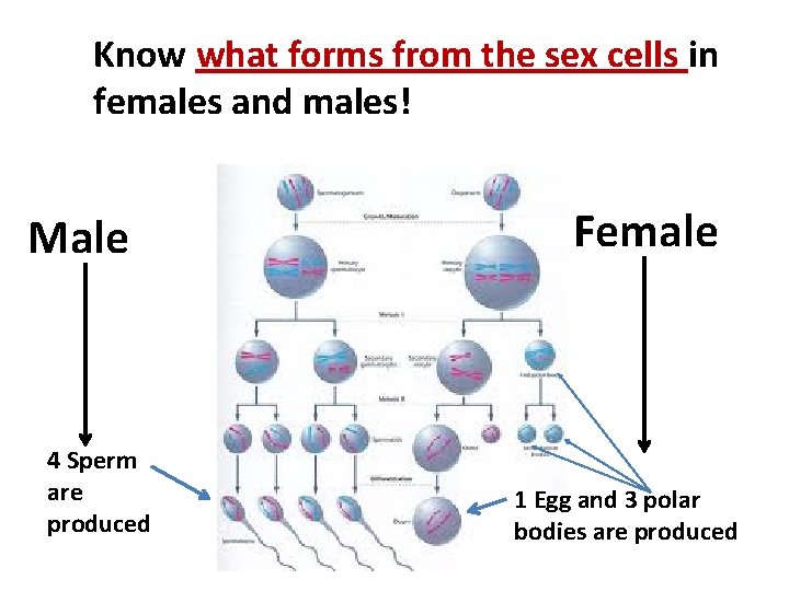 Know what forms from the sex cells in females and males! Male 4 Sperm