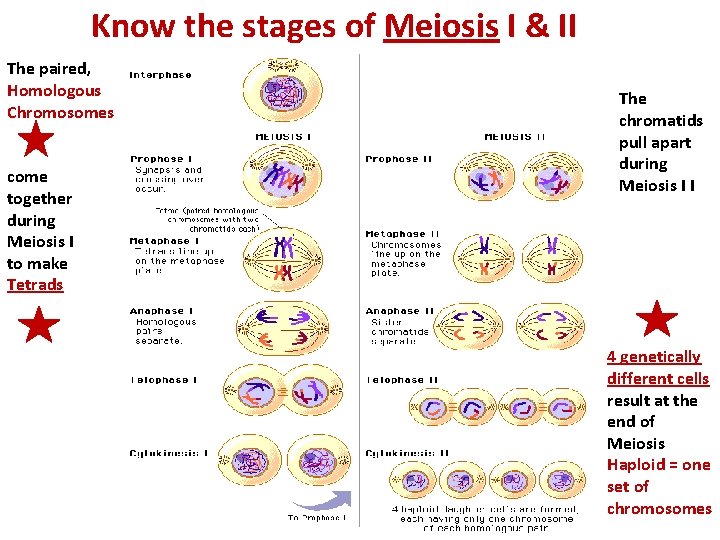 Know the stages of Meiosis I & II The paired, Homologous Chromosomes come together
