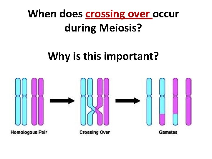 When does crossing over occur during Meiosis? Why is this important? 