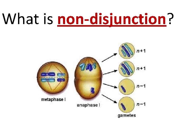 What is non-disjunction? 