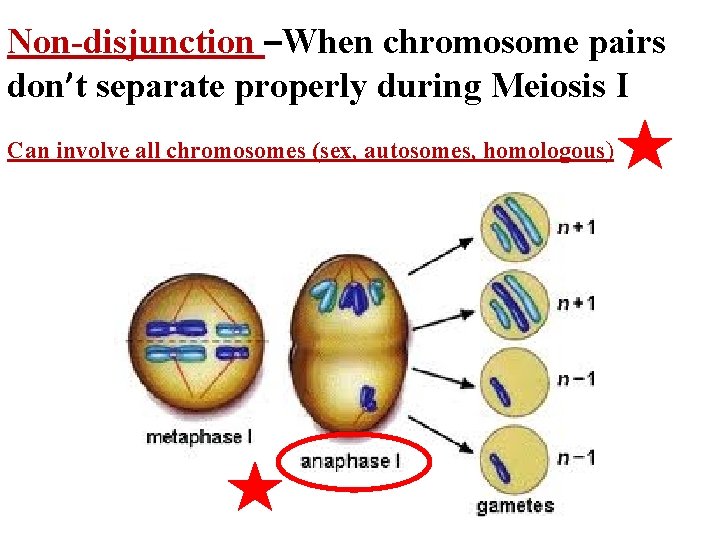 Non-disjunction –When chromosome pairs don’t separate properly during Meiosis I Can involve all chromosomes