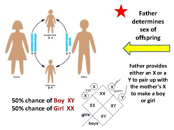 Father determines sex of offspring 50% chance of Boy XY 50% chance of Girl