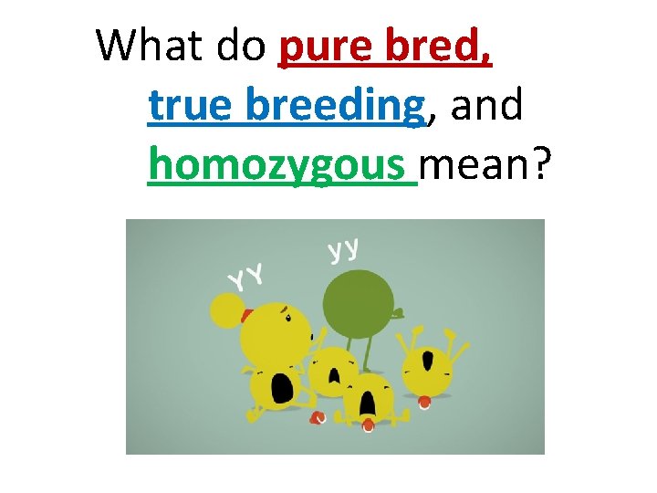 What do pure bred, true breeding, and homozygous mean? 