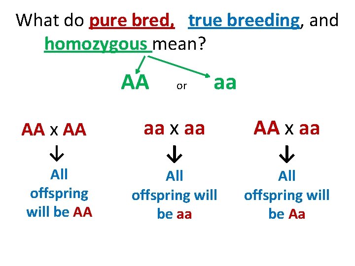 What do pure bred, true breeding, and homozygous mean? AA AA x AA ↓