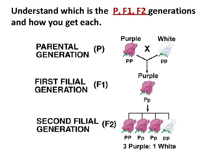 Understand which is the P, F 1, F 2 generations and how you get