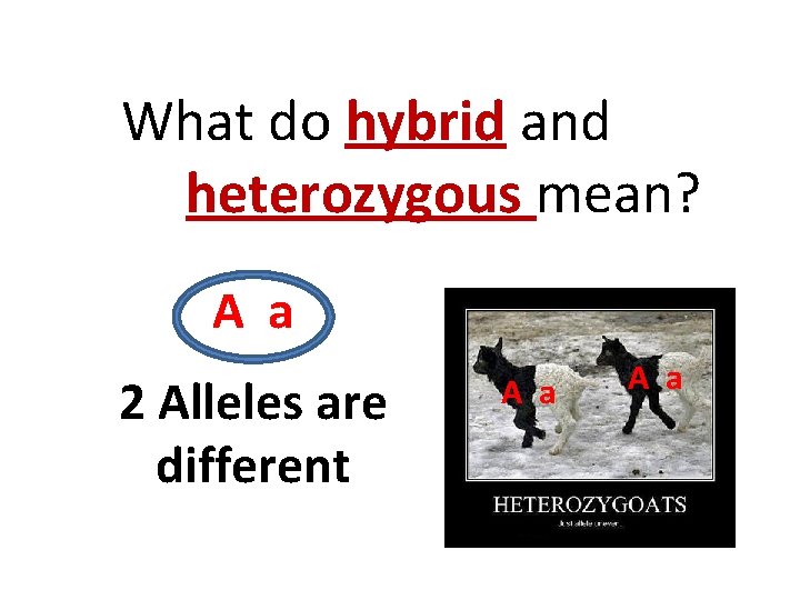 What do hybrid and heterozygous mean? A a 2 Alleles are different A a