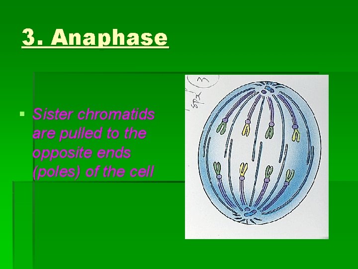 3. Anaphase § Sister chromatids are pulled to the opposite ends (poles) of the 3. Anaphase § Sister chromatids are pulled to the opposite ends (poles) of the