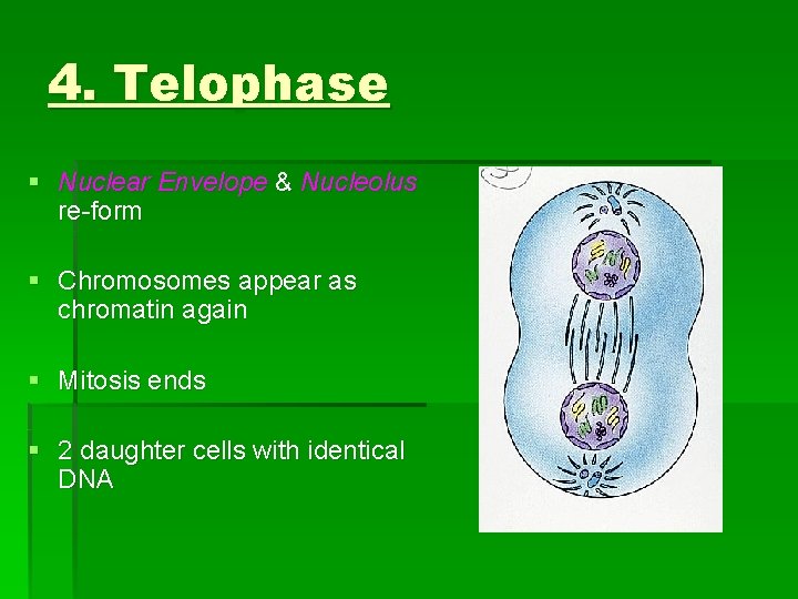4. Telophase § Nuclear Envelope & Nucleolus re-form § Chromosomes appear as chromatin again 4. Telophase § Nuclear Envelope & Nucleolus re-form § Chromosomes appear as chromatin again