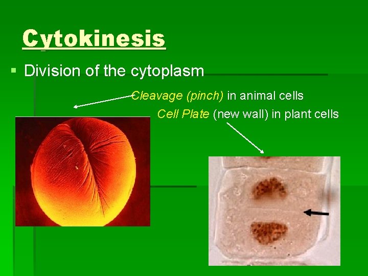 Cytokinesis § Division of the cytoplasm Cleavage (pinch) in animal cells Cell Plate (new Cytokinesis § Division of the cytoplasm Cleavage (pinch) in animal cells Cell Plate (new
