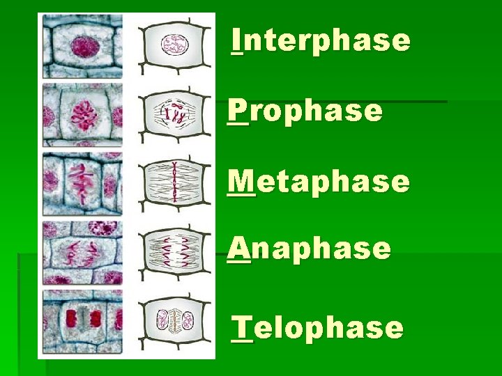 Interphase Prophase Metaphase Anaphase Telophase Interphase Prophase Metaphase Anaphase Telophase