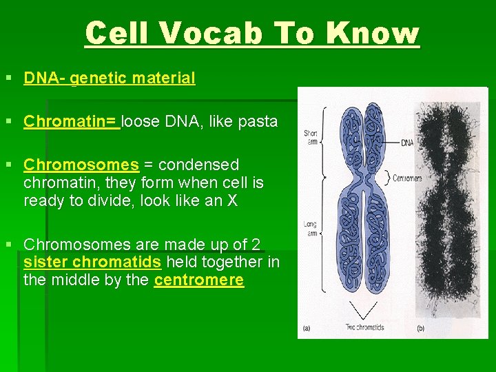 Cell Vocab To Know § DNA- genetic material § Chromatin= loose DNA, like pasta Cell Vocab To Know § DNA- genetic material § Chromatin= loose DNA, like pasta