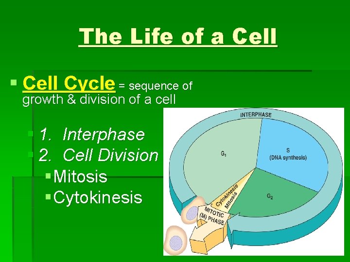 The Life of a Cell § Cell Cycle = sequence of growth & division The Life of a Cell § Cell Cycle = sequence of growth & division