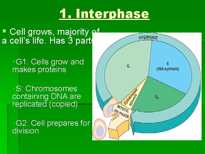 1. Interphase § Cell grows, majority of a cell’s life. Has 3 parts: §G 1. Interphase § Cell grows, majority of a cell’s life. Has 3 parts: §G