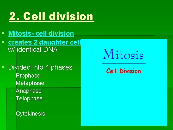 2. Cell division § Mitosis- cell division § creates 2 daughter cells w/ identical 2. Cell division § Mitosis- cell division § creates 2 daughter cells w/ identical