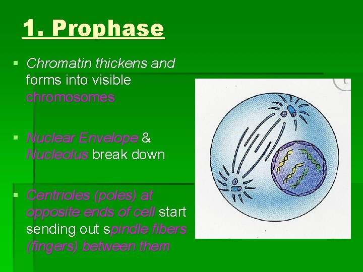 1. Prophase § Chromatin thickens and forms into visible chromosomes § Nuclear Envelope & 1. Prophase § Chromatin thickens and forms into visible chromosomes § Nuclear Envelope &