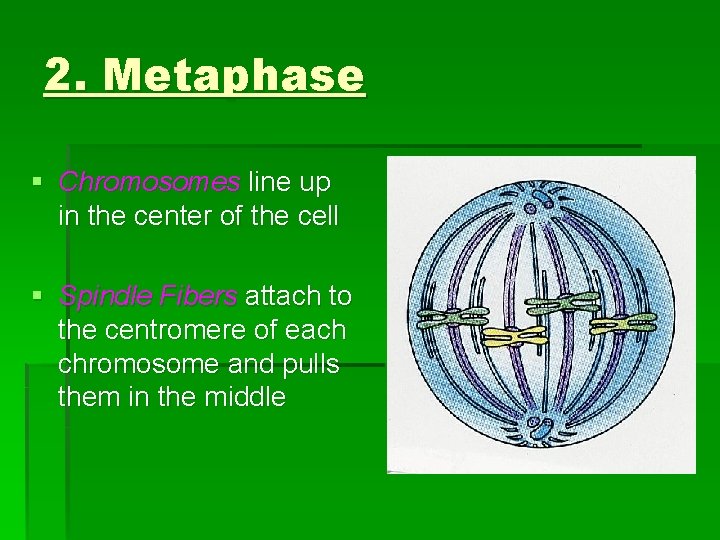 2. Metaphase § Chromosomes line up in the center of the cell § Spindle 2. Metaphase § Chromosomes line up in the center of the cell § Spindle