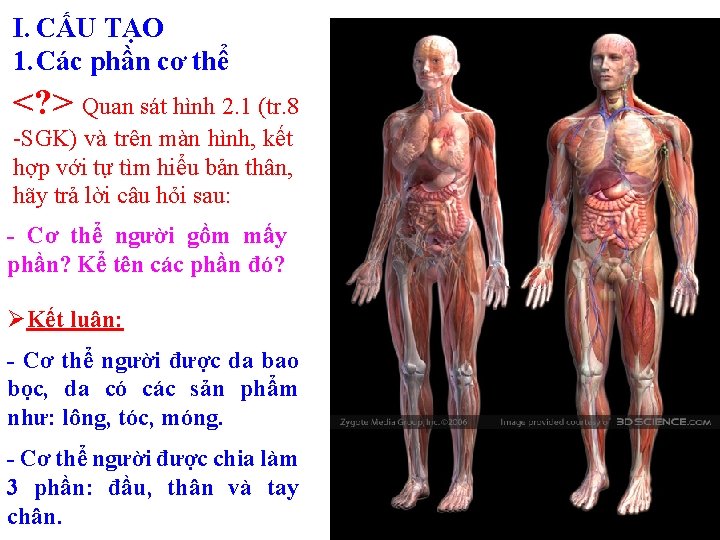 I. CẤU TẠO 1. Các phần cơ thể <? > Quan sát hình 2. I. CẤU TẠO 1. Các phần cơ thể <? > Quan sát hình 2.