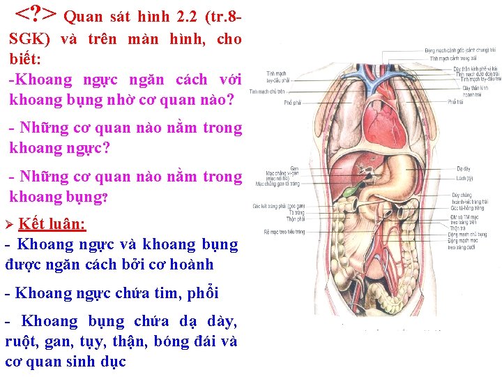 <? > Quan sát hình 2. 2 (tr. 8 SGK) và trên màn hình, <? > Quan sát hình 2. 2 (tr. 8 SGK) và trên màn hình,