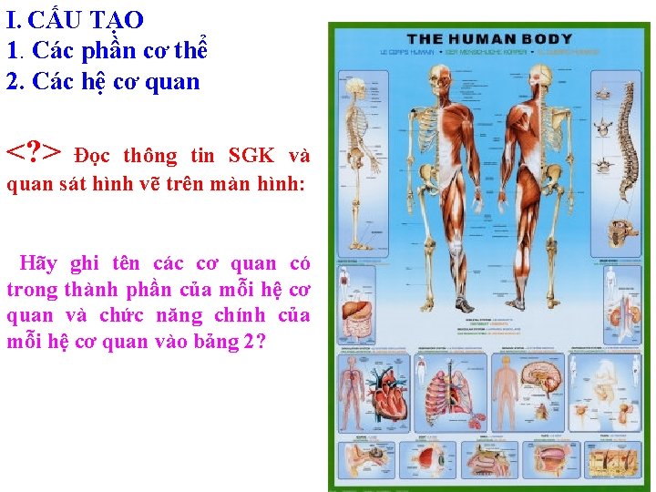 I. CẤU TẠO 1. Các phần cơ thể 2. Các hệ cơ quan <? I. CẤU TẠO 1. Các phần cơ thể 2. Các hệ cơ quan <?