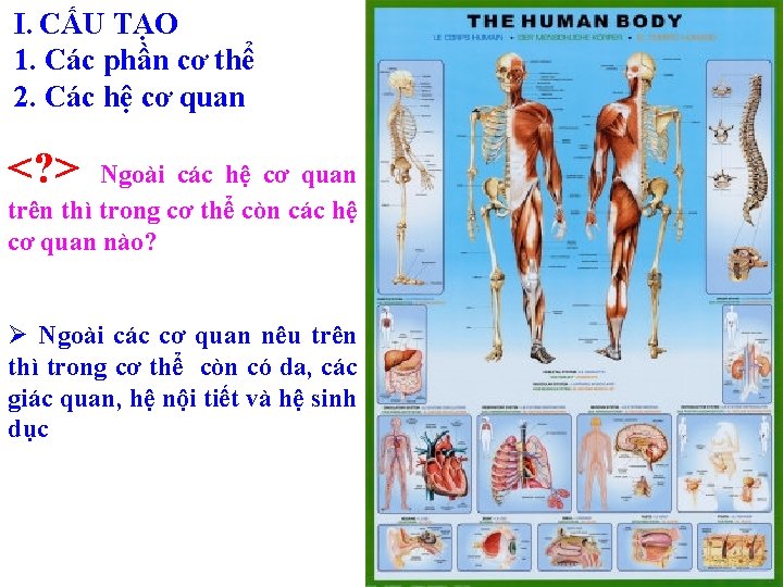 I. CẤU TẠO 1. Các phần cơ thể 2. Các hệ cơ quan <? I. CẤU TẠO 1. Các phần cơ thể 2. Các hệ cơ quan <?