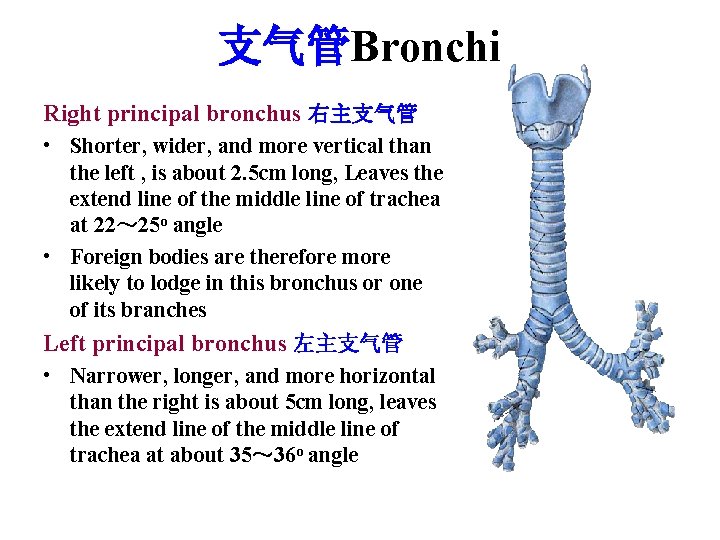 支气管Bronchi Right principal bronchus 右主支气管 • Shorter, wider, and more vertical than the left