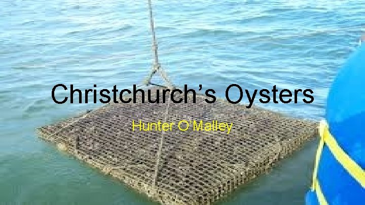 Christchurch’s Oysters Hunter O’Malley 