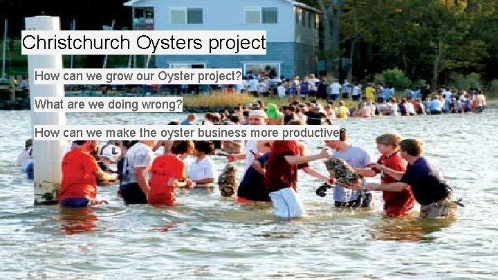Christchurch Oysters project How can we grow our Oyster project? What are we doing