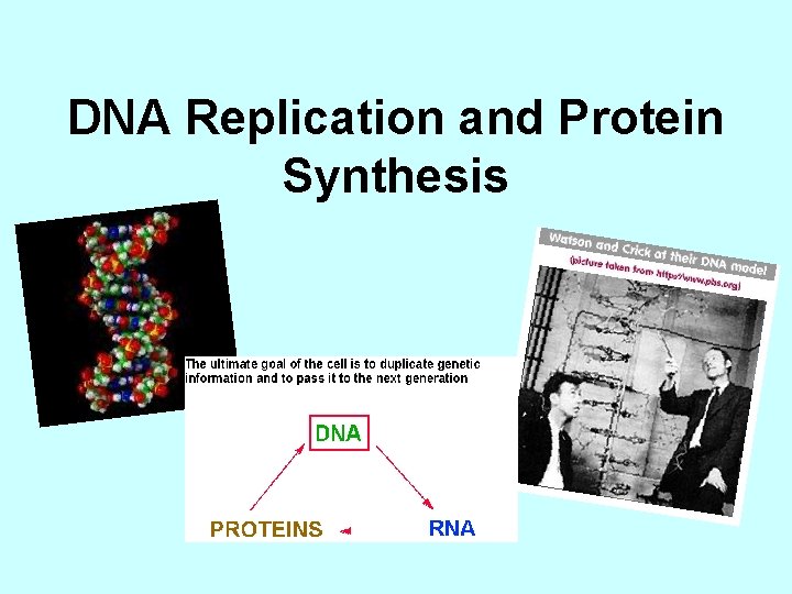 DNA Replication and Protein Synthesis 