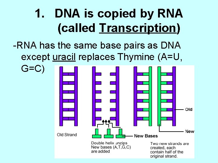 1. DNA is copied by RNA (called Transcription) -RNA has the same base pairs