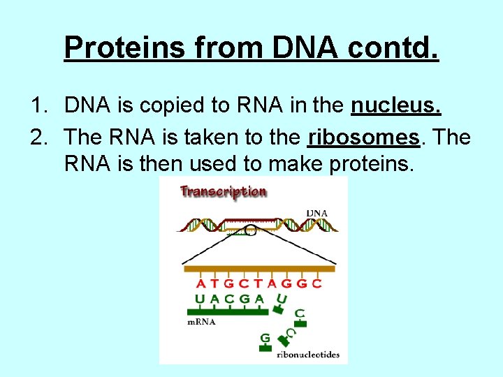 Proteins from DNA contd. 1. DNA is copied to RNA in the nucleus. 2.