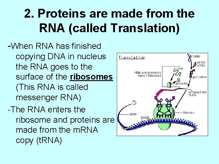 2. Proteins are made from the RNA (called Translation) -When RNA has finished copying