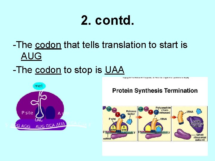 2. contd. -The codon that tells translation to start is AUG -The codon to