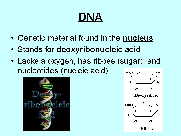 DNA • Genetic material found in the nucleus • Stands for deoxyribonucleic acid •