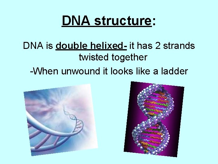 DNA structure: DNA is double helixed- it has 2 strands twisted together -When unwound