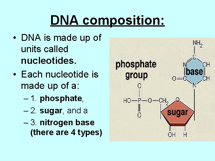 DNA composition: • DNA is made up of units called nucleotides. • Each nucleotide