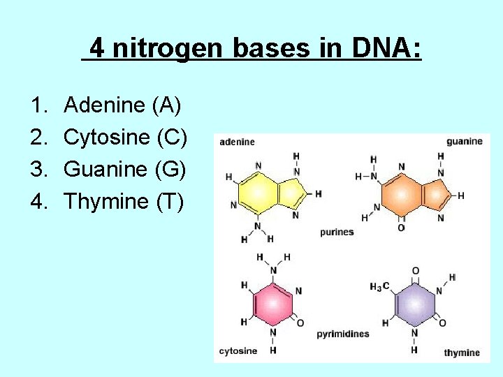 4 nitrogen bases in DNA: 1. 2. 3. 4. Adenine (A) Cytosine (C) Guanine