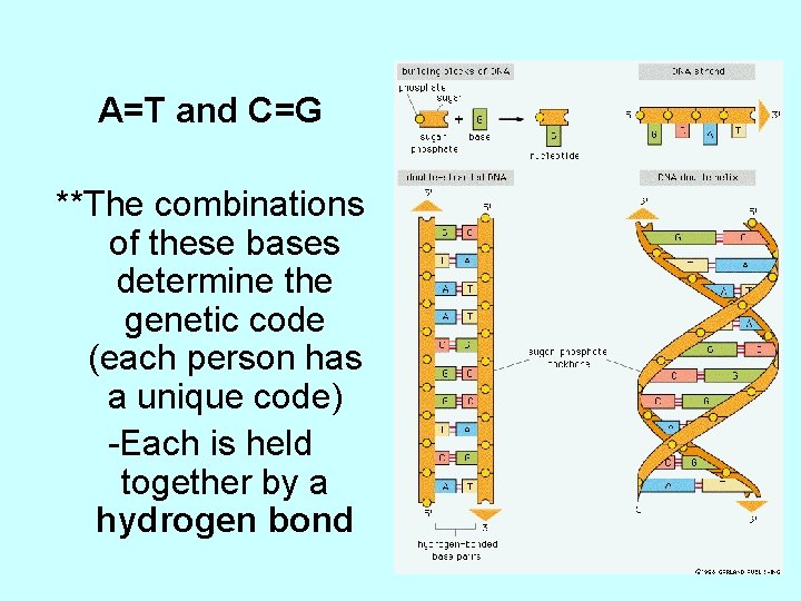 A=T and C=G **The combinations of these bases determine the genetic code (each person