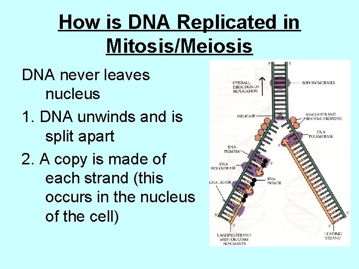 How is DNA Replicated in Mitosis/Meiosis DNA never leaves nucleus 1. DNA unwinds and