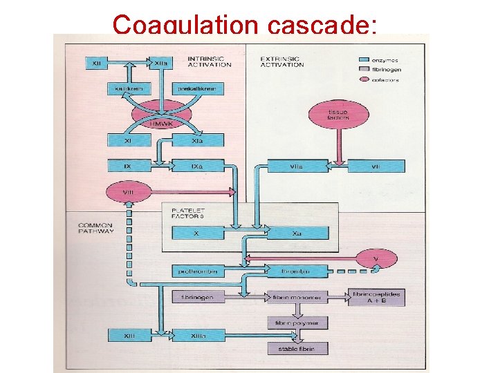 Coagulation cascade: 